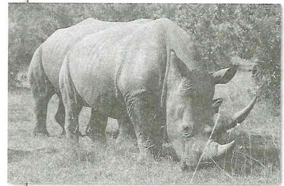 (בספר תמונה של קרנף רחב שפה)